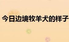 今日边境牧羊犬的样子（边境牧羊犬的种类）