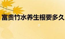 富贵竹水养生根要多久(富贵竹水养生根方法)
