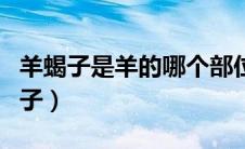 羊蝎子是羊的哪个部位（羊的什么位置是羊蝎子）
