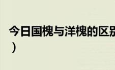 今日国槐与洋槐的区别（如何区别洋槐和国槐）