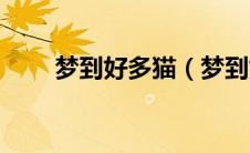 梦到好多猫（梦到好多猫怎么理解）