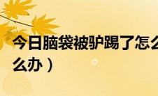 今日脑袋被驴踢了怎么办（脑袋让驴踢了下怎么办）