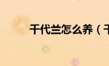 千代兰怎么养（千代兰如何养殖）