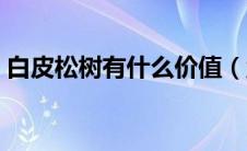 白皮松树有什么价值（盘点白皮松树的价值）