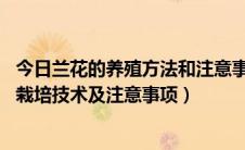 今日兰花的养殖方法和注意事项 地栽（兰花的种植兰花种植栽培技术及注意事项）