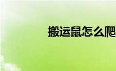 搬运鼠怎么爬墙（搬运鼠）