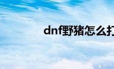 dnf野猪怎么打（什么方法）