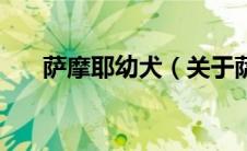萨摩耶幼犬（关于萨摩耶幼犬的介绍）