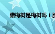 腊梅树是梅树吗（腊梅树的简单介绍）