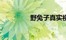 野兔子真实视频(野兔子)