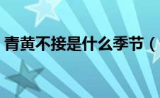 青黄不接是什么季节（青黄不接是什么时候）