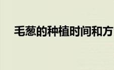 毛葱的种植时间和方法（毛葱怎么种植）