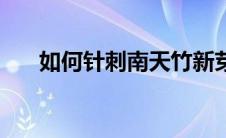 如何针刺南天竹新芽（如何针灸减肥）