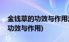 金钱草的功效与作用泡水喝的功效(金钱草的功效与作用)