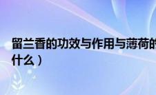 留兰香的功效与作用与薄荷的区别（留兰香的功效与作用是什么）
