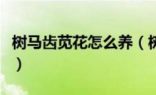 树马齿苋花怎么养（树马齿苋花喜欢什么环境）