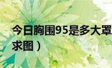 今日胸围95是多大罩杯图片（胸围95有多大求图）