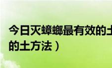 今日灭蟑螂最有效的土方法（消灭蟑螂杀蟑螂的土方法）