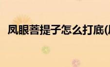 凤眼菩提子怎么打底(凤眼菩提子怎么盘红)