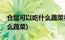 仓鼠可以吃什么蔬菜补充水分(仓鼠可以吃什么蔬菜)