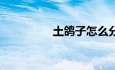 土鸽子怎么分公母(土鸽)