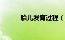 胎儿发育过程（胎儿发育过程）