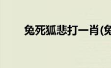 兔死狐悲打一肖(兔死狐悲打一生肖)
