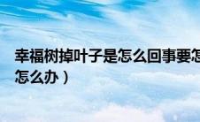 幸福树掉叶子是怎么回事要怎么补救（迅雷幸福树不见了该怎么办）