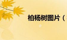 柏杨树图片（柏杨树简介）