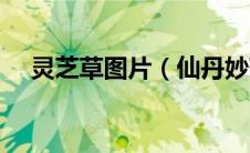 灵芝草图片（仙丹妙药灵芝草的下一句）