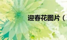 迎春花图片（迎春杯简介）