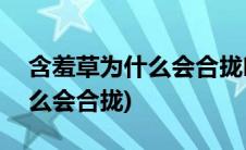 含羞草为什么会合拢叶子100字(含羞草为什么会合拢)