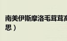 南美伊斯摩洛毛茸茸高清不卡（摩洛是什么意思）