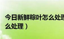 今日新鲜粽叶怎么处理后包粽子（新鲜粽叶怎么处理）