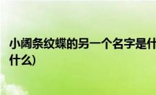 小阔条纹蝶的另一个名字是什么(小阔条纹蝶的另一个名字叫什么)