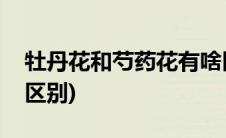 牡丹花和芍药花有啥区别(芍药花与牡丹花的区别)