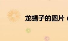 龙蝎子的图片（龙蝎酒简介）