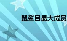 鼠鲨目最大成员（鼠鲨目简介）