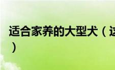 适合家养的大型犬（这样四款会让你有安全感）