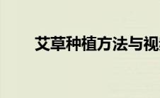 艾草种植方法与视频(艾草种植方法)