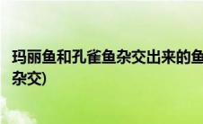玛丽鱼和孔雀鱼杂交出来的鱼是什么样子的(玛丽鱼和孔雀鱼杂交)