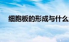 细胞板的形成与什么细胞器有关(细胞板)