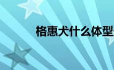 格惠犬什么体型最标准(格惠犬)