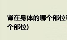 肾在身体的哪个部位可以摸到(肾在身体的哪个部位)