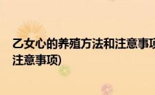 乙女心的养殖方法和注意事项怕冻吗?(乙女心的养殖方法和注意事项)