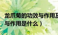 龙爪菊的功效与作用及禁忌症（龙爪菊的功效与作用是什么）