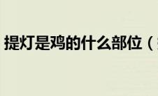 提灯是鸡的什么部位（提灯是鸡的那个部位）