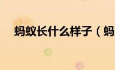 蚂蚁长什么样子（蚂蚁是什么样子的呢）