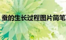 蚕的生长过程图片简笔画(蚕的生长过程图片)
