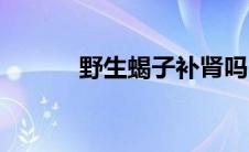野生蝎子补肾吗（蝎子壮阳吗）